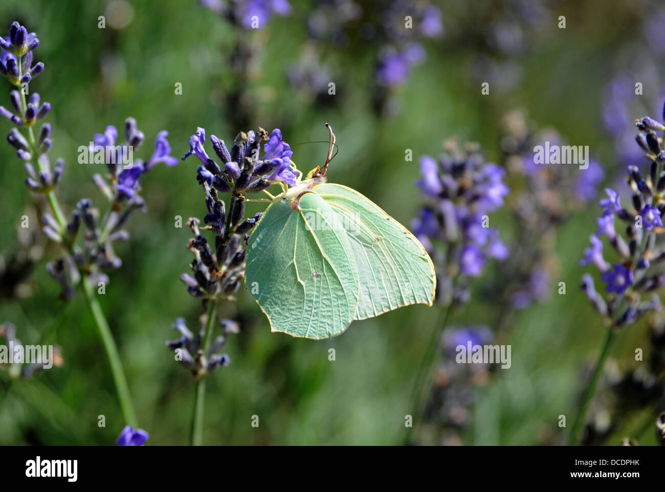 Pale green butterfly Brimstone Gonepteryx rhamni in lavender plant in