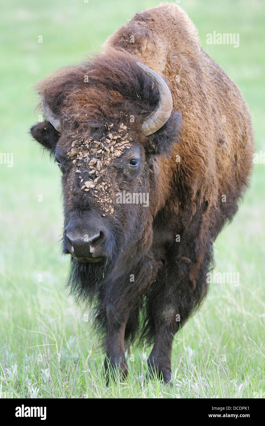 American Bison/Buffalo (Bison bison), Female/Cow. Custer State Park