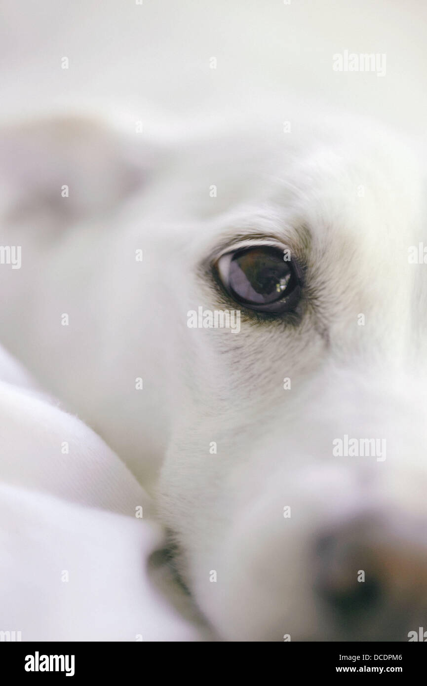 White dog´s face Stock Photo Alamy