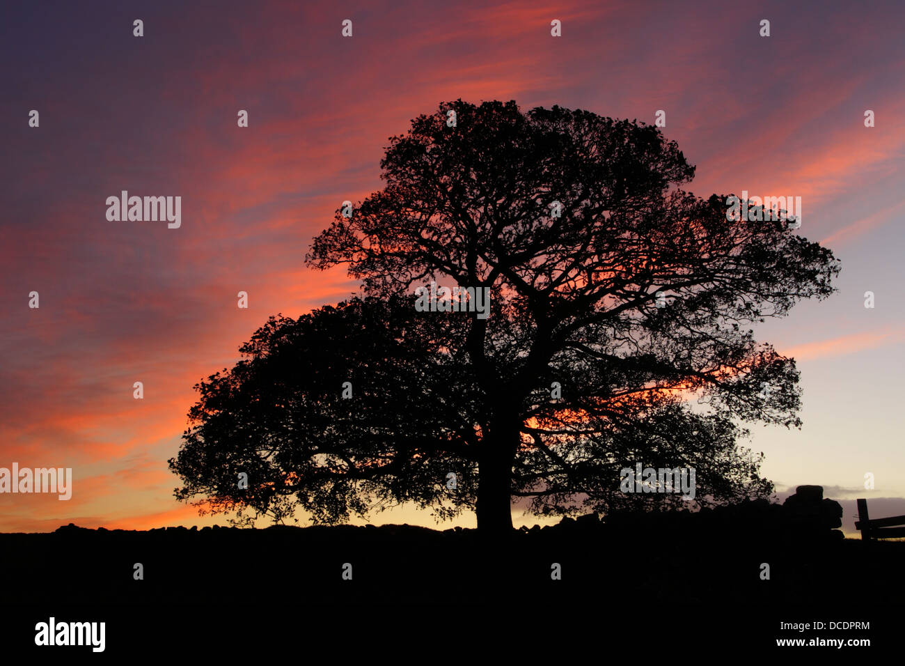 Oak tree silhouette as dawn breaks over Sleights Moor, North York Moors National Park. Stock Photo