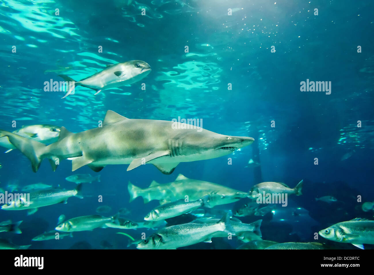 sand tiger shark (Carcharias taurus) underwater close up portrait Stock ...