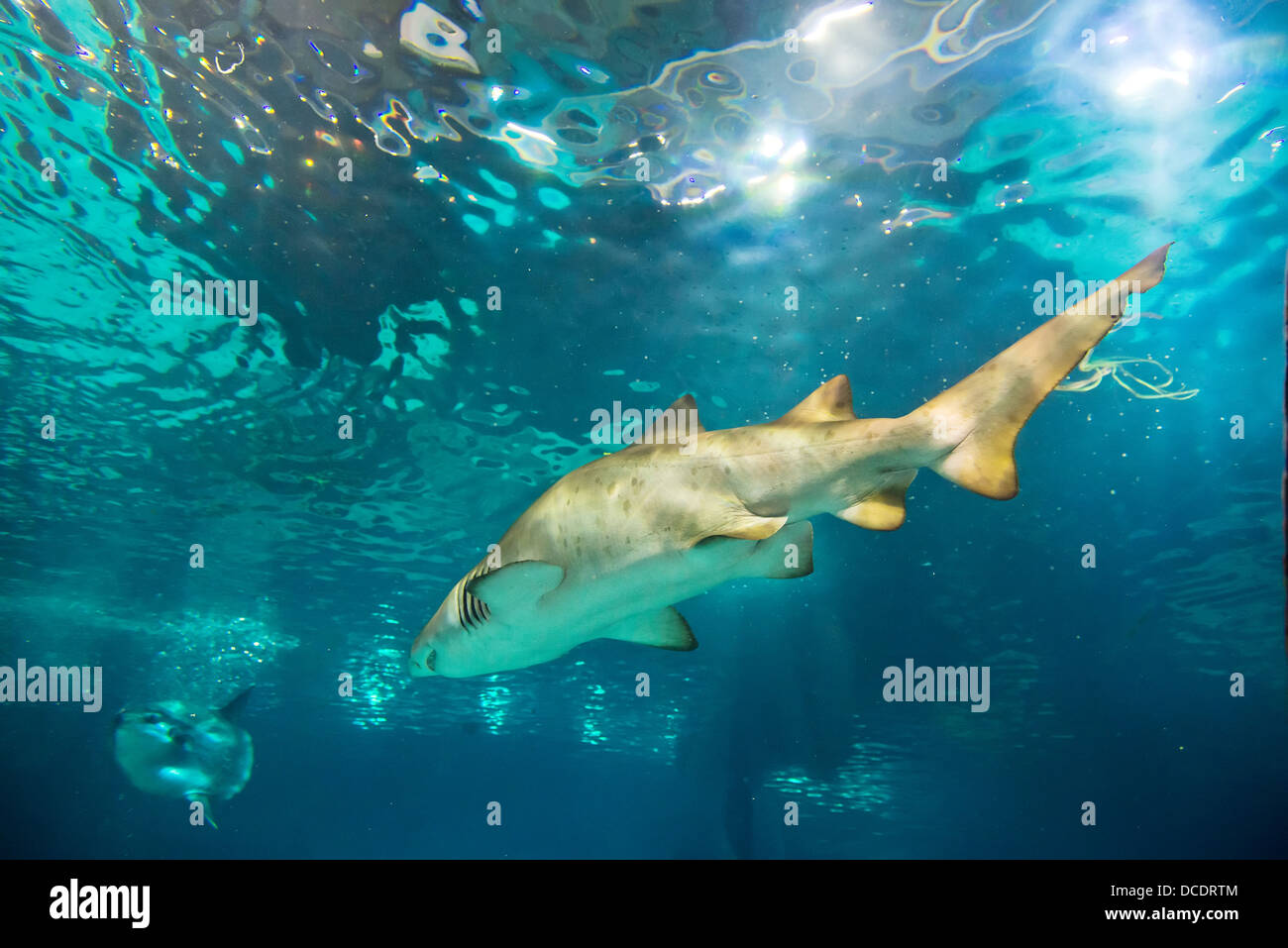 sand tiger shark (Carcharias taurus) underwater close up portrait Stock Photo Alamy