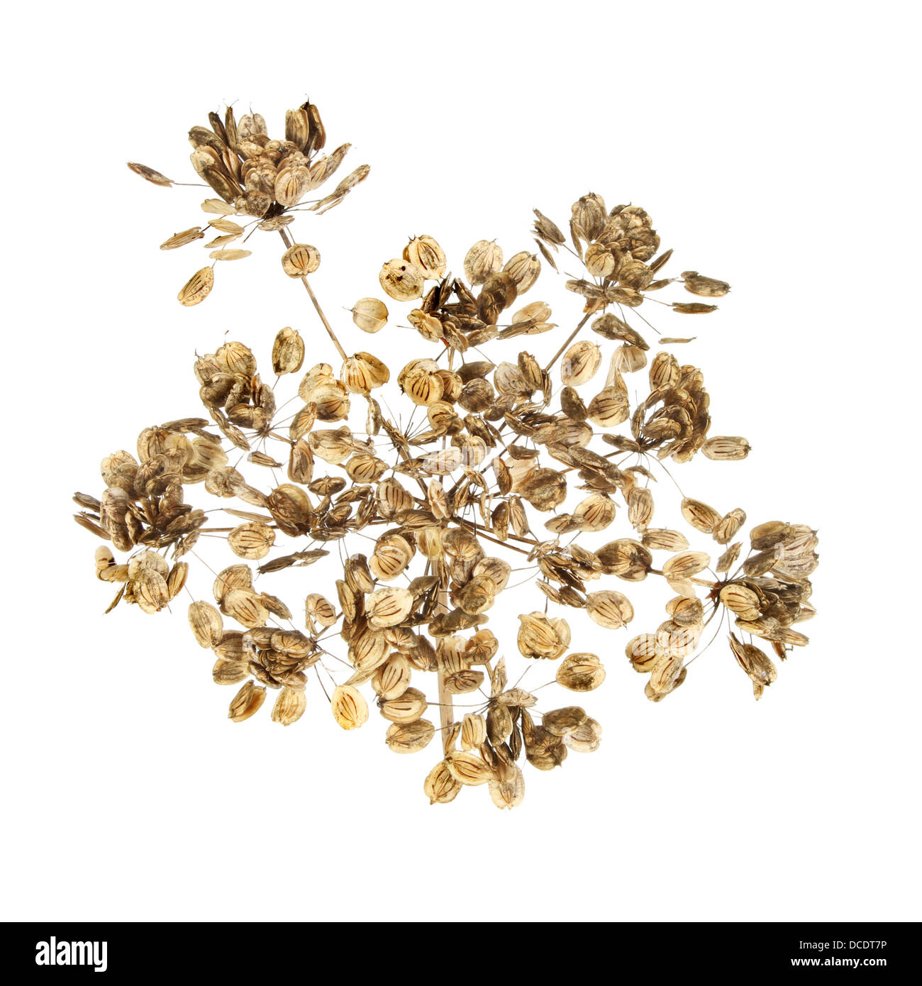 Dried cow parsley hires stock photography and images Alamy