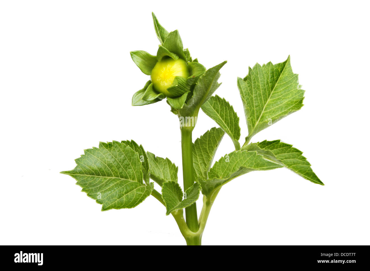 Dahlia flower bud and green fleshy leaves isolated against white Stock Photo