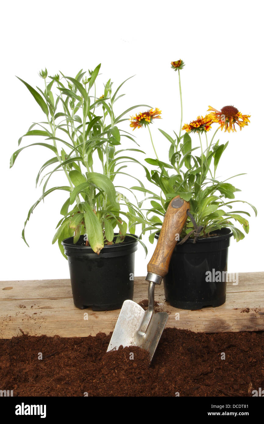 Two gaillardia summer bedding plants with a garden trowel in soil against a white background Stock Photo