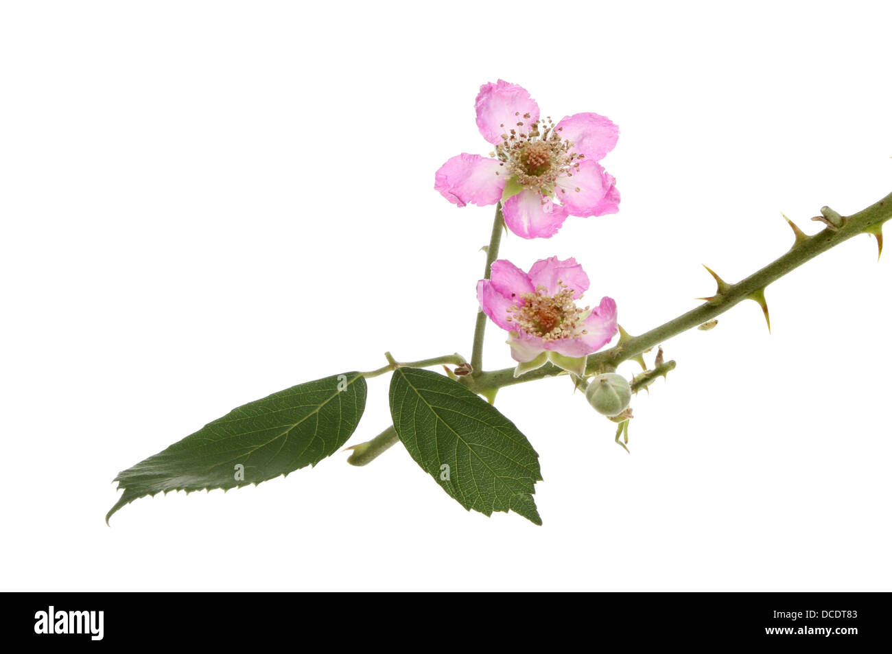 Blackberry, Rubus fruticosus, flowers leaves and thorns isolated against white Stock Photo