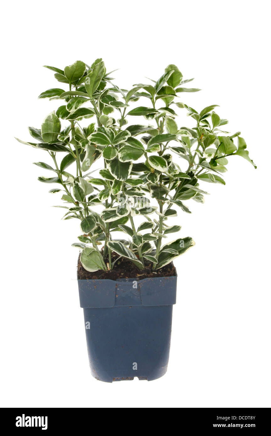 Euonymus, evergreen shrub with dark green leaves with cream edges in a pot isolated against white Stock Photo