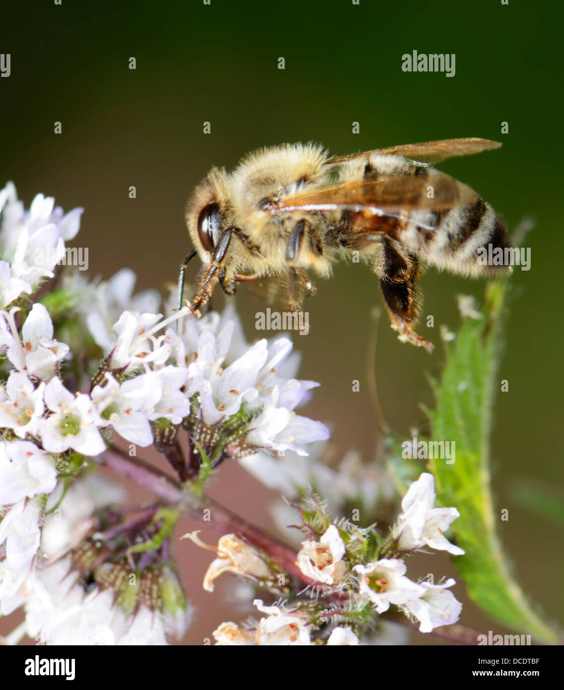 Pollination - Honeybee at a white flower Stock Photo