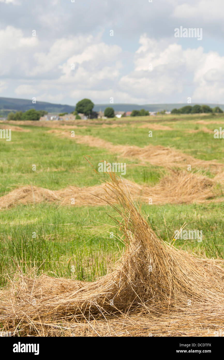 Cut grass drying in a rough field in north west England, waiting to be collected and used as animal feed or bedding. Stock Photo