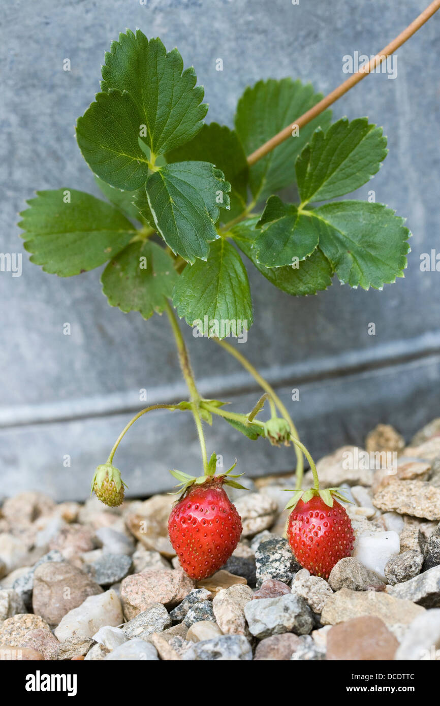 Strawberries growing in an old tin bath. Stock Photo