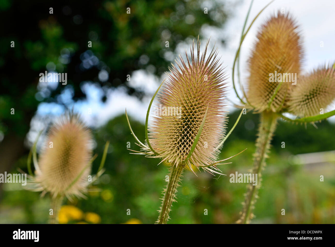 Dipsacus is a genus of flowering plant in the family Dipsacaceae. The members of this genus are known as teasel Stock Photo