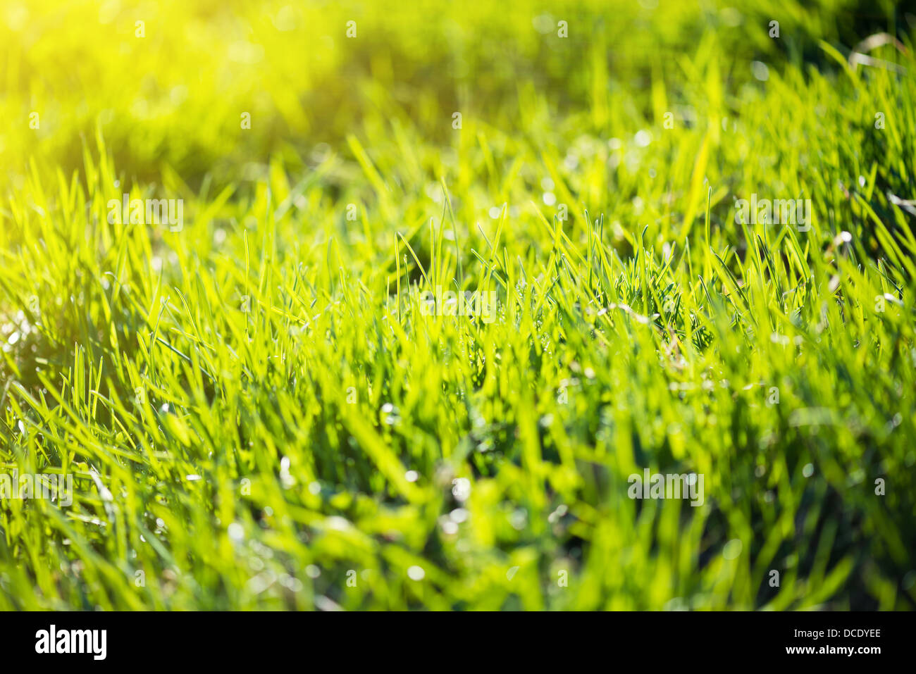 green summer grass and sun Stock Photo Alamy