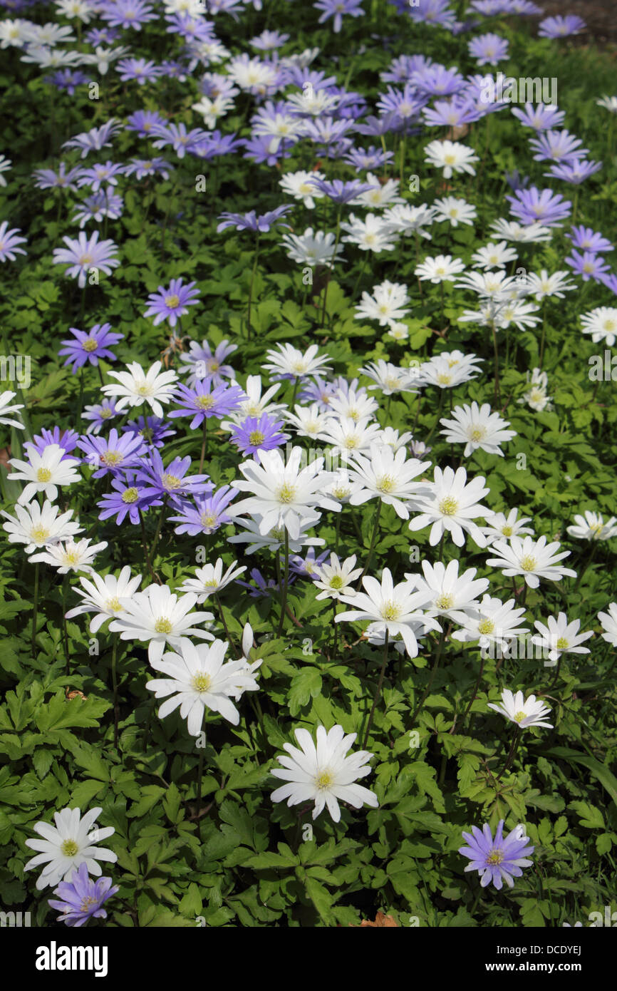 Daisy like blue and white Felicia amelloides Stock Photo