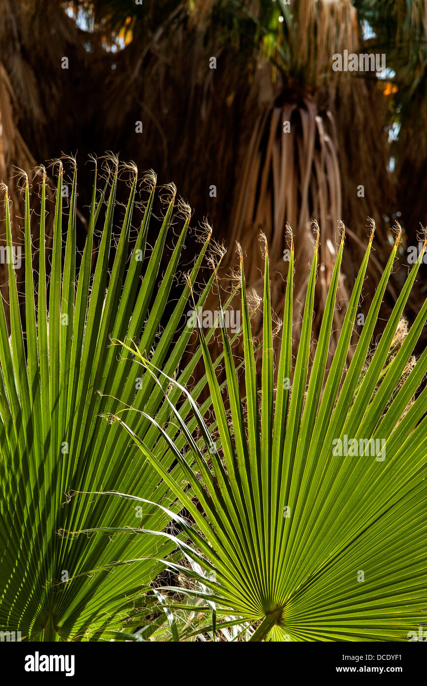 USA, California, Thousand Palms. The California fan palm Stock Photo
