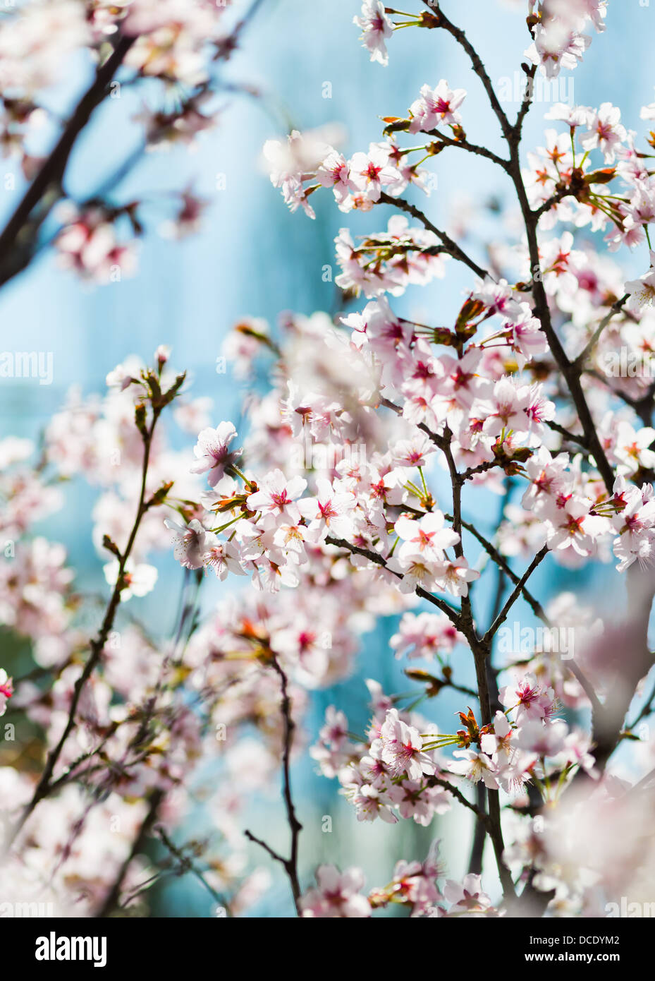 spring tree almonds flowers blossoming blossom branch life pink still plant background outdoor blooming soft nobody natural flor Stock Photo