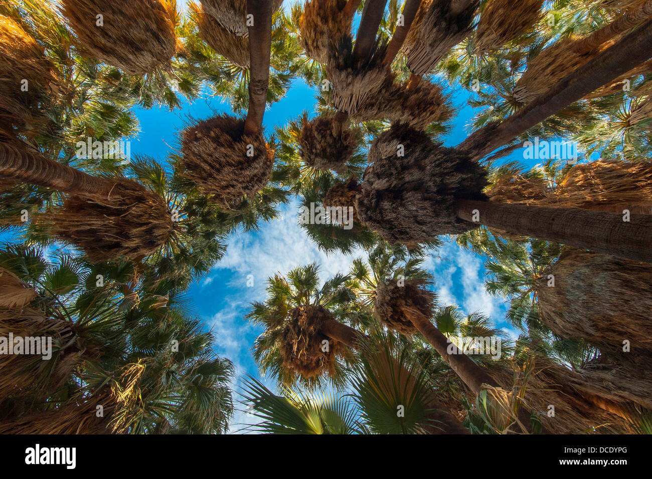 USA, California, Thousand Palms. The California fan palm Stock Photo