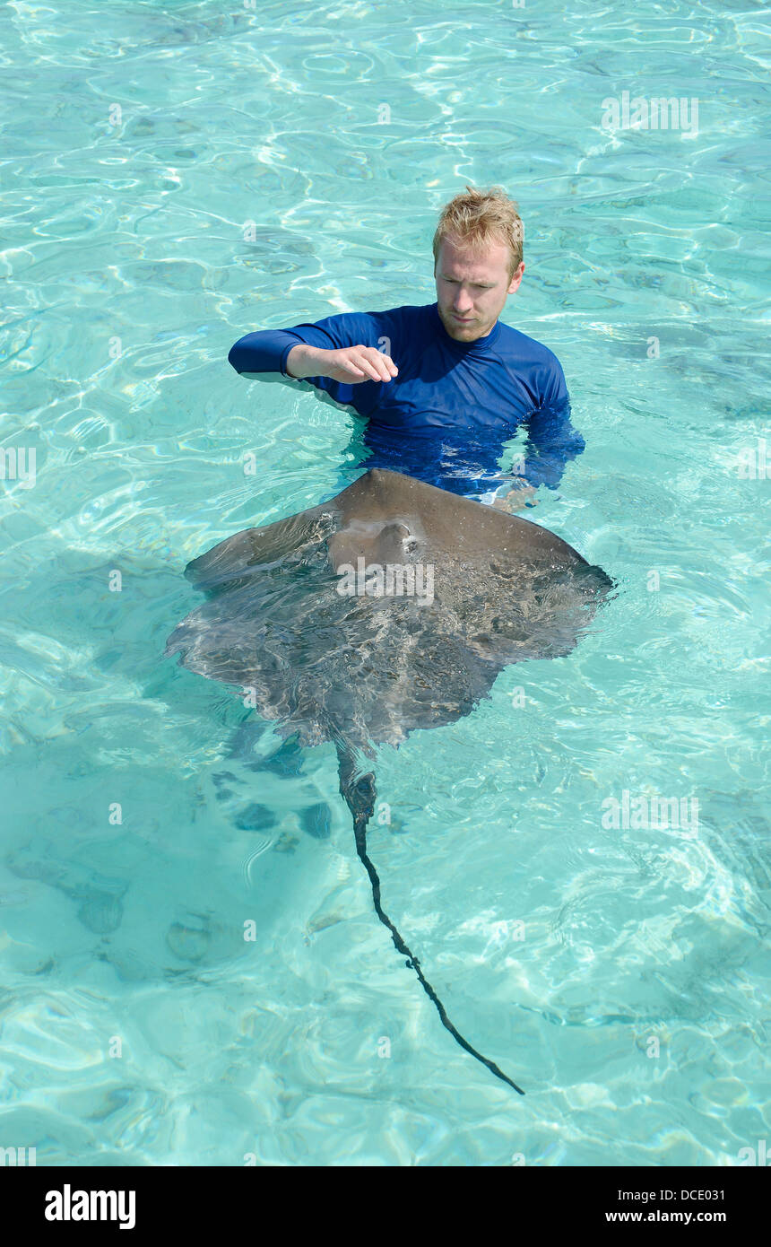 A tourist playing with and feeding a stingray, Himantura fai, in the shallow, clear water of the lagoon of Bora Bora. Stock Photo