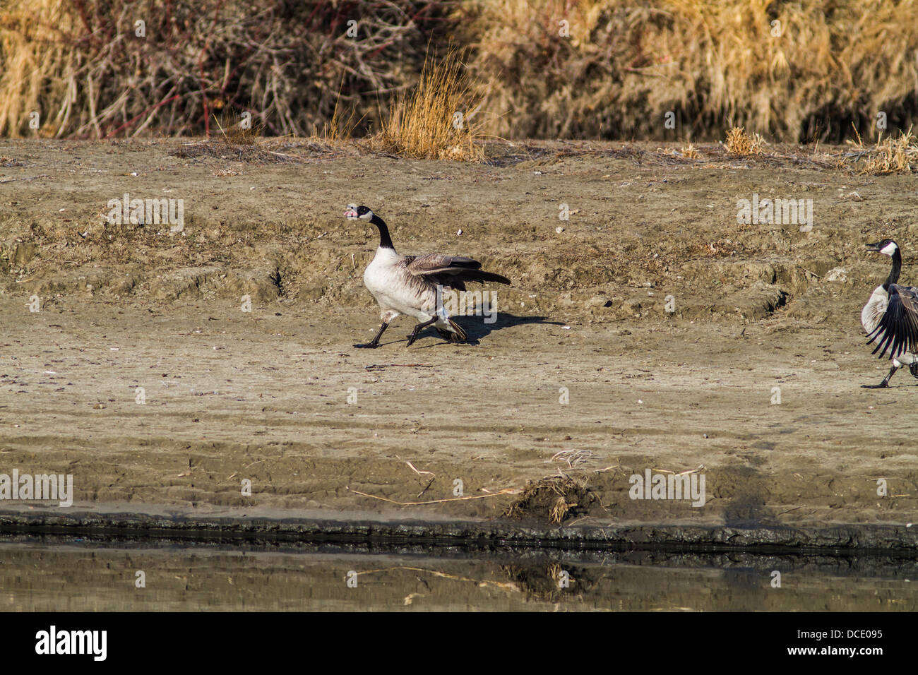 Canada Goose (Branta canadensis) Landing on the banks, showing aggressive behavior by the Bow River. Carsland, Alberta, Canada Stock Photo