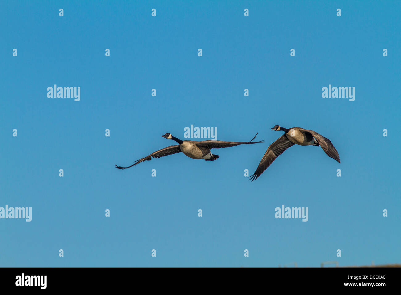 Canada Goose (Branta canadensis) Colorful photo of a pair of geese, flying over the Alberta prairie. High River, Alberta, Canada Stock Photo