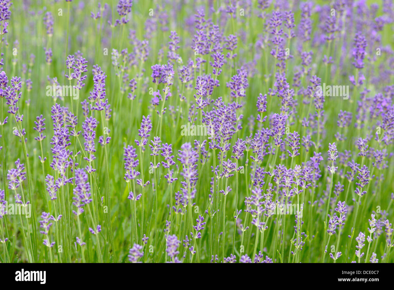 Lavender budding Lavandula Stock Photo