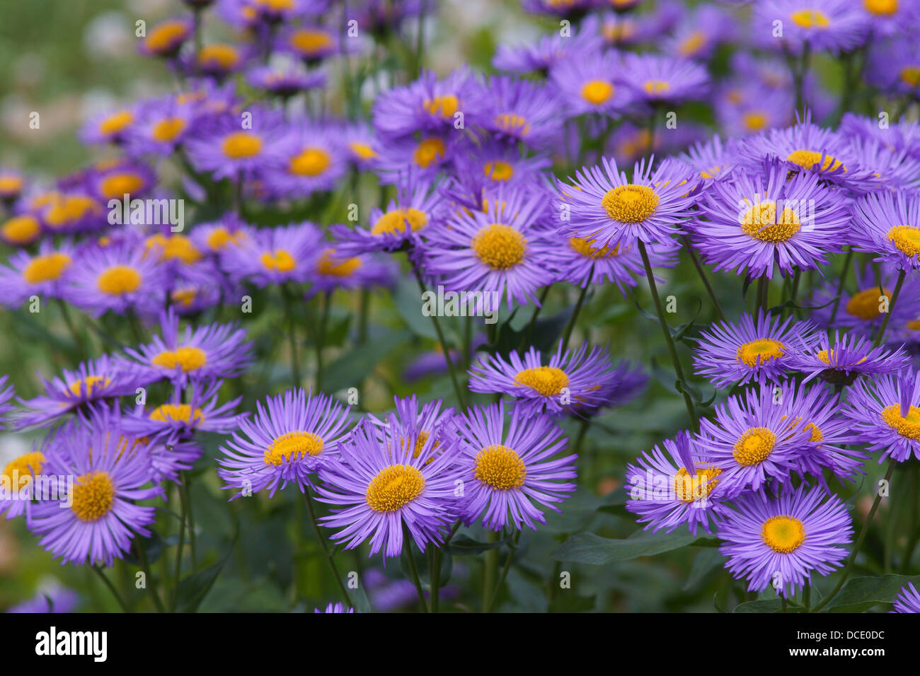 Fleabane flowers close up Erigeron 'Wuppertal' Stock Photo