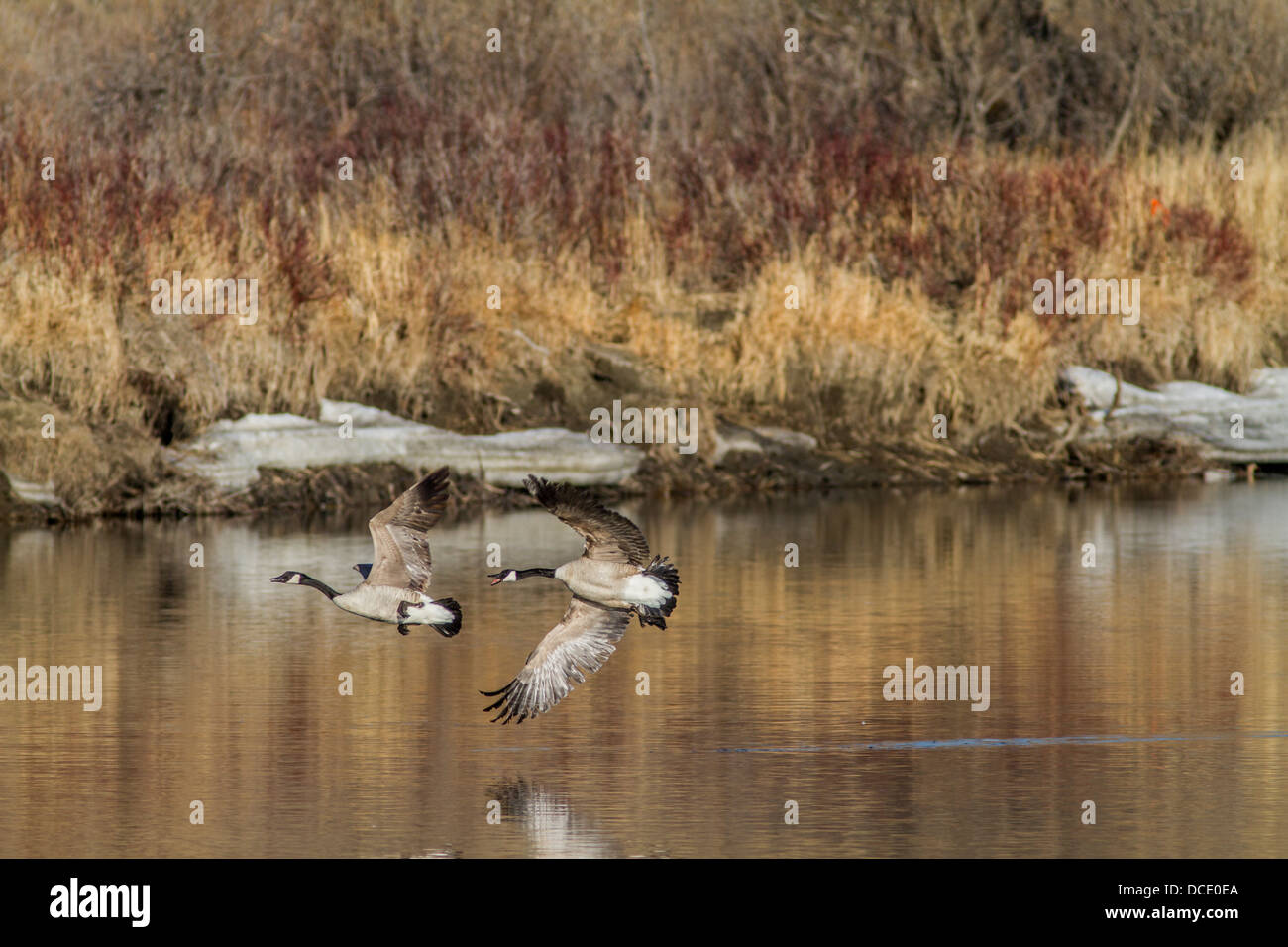 Canada Goose (Branta canadensis) Aggressively, while in flight, showing territorial behavior. Johnson's Island, Alberta, Canada Stock Photo