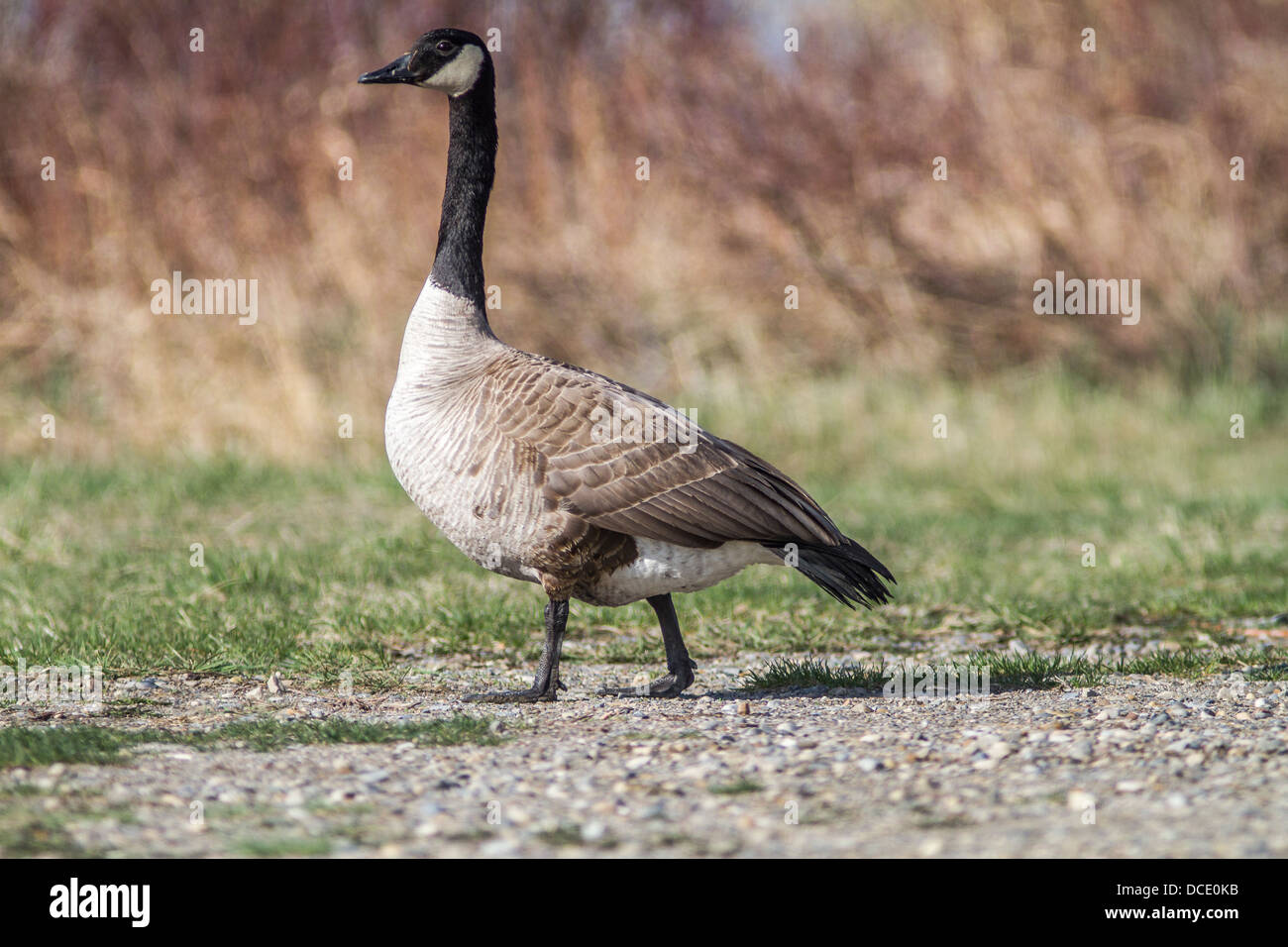 Canada Goose (Branta canadensis) Walking along the bank of the Bow River, Carsland, Alberta, Canada Stock Photo