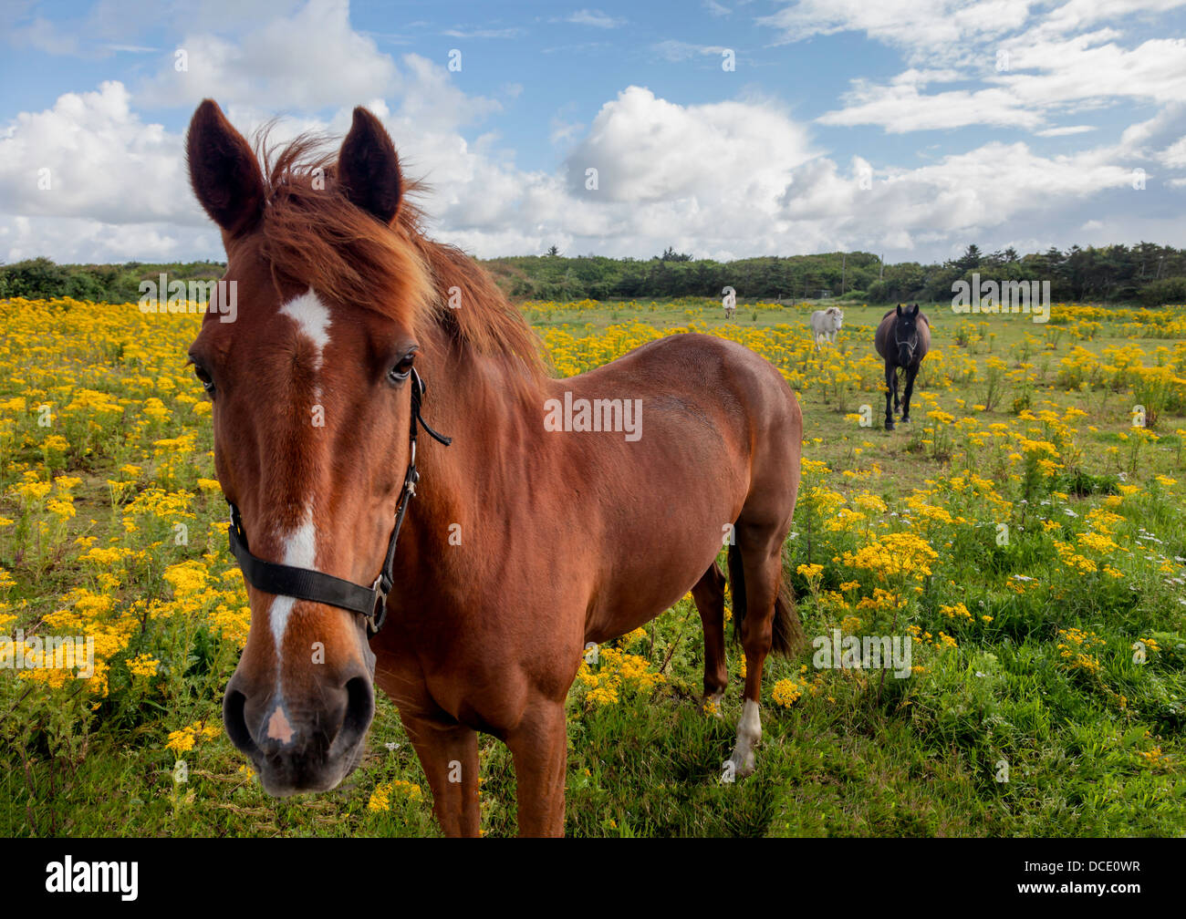 Horses in a yellow tansy summer field Stock Photo