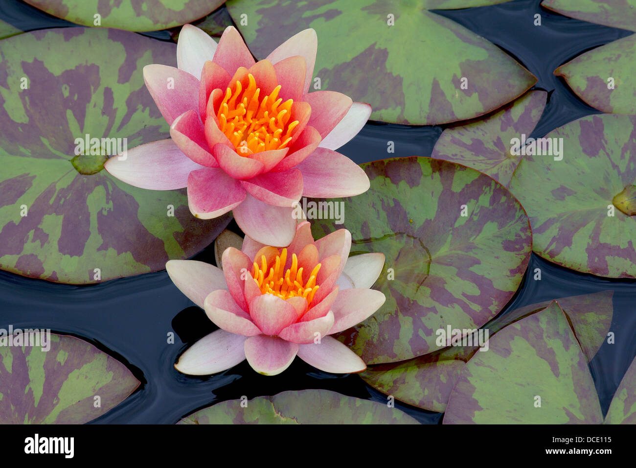 Two pink and yellow water lilies close up Nymphea Stock Photo