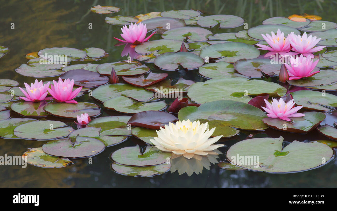 Cluster Of Water Lilies High Resolution Stock Photography and Images ...