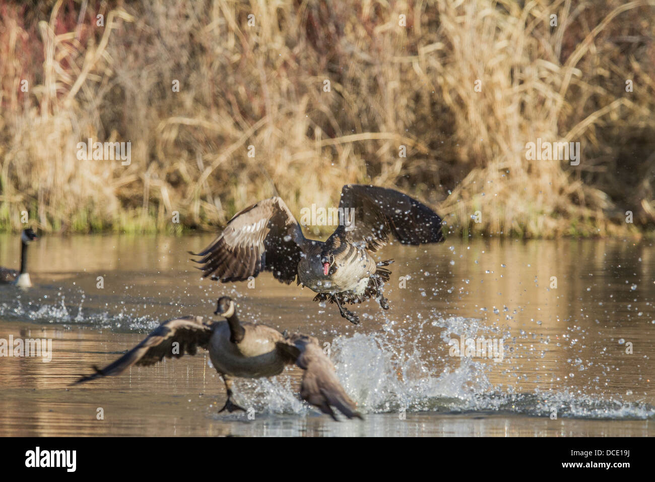 Canada Goose (Branta canadensis) Aggressively charging and showing territorial behavior. Johnson's Island, Alberta, Canada Stock Photo