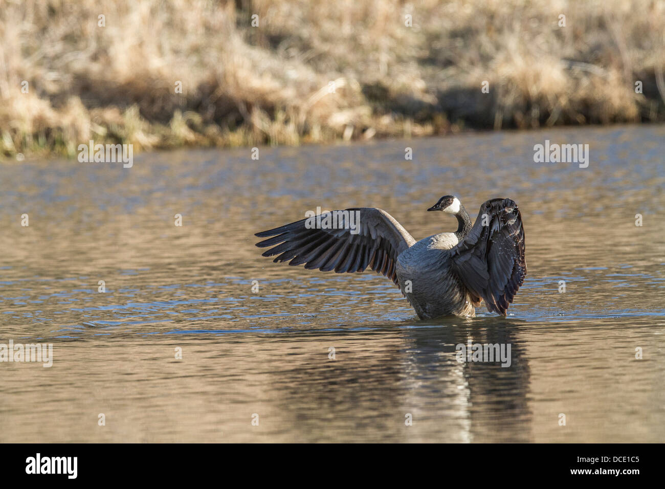Canada Goose (Branta canadensis) Preening and cleaning, with wings