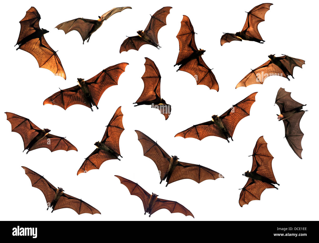 Colony of flying fox fruit bats circling in the sky composite image ...