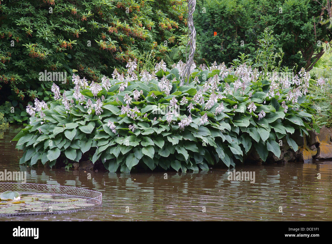 Cluster of plants hi-res stock photography and images - Alamy