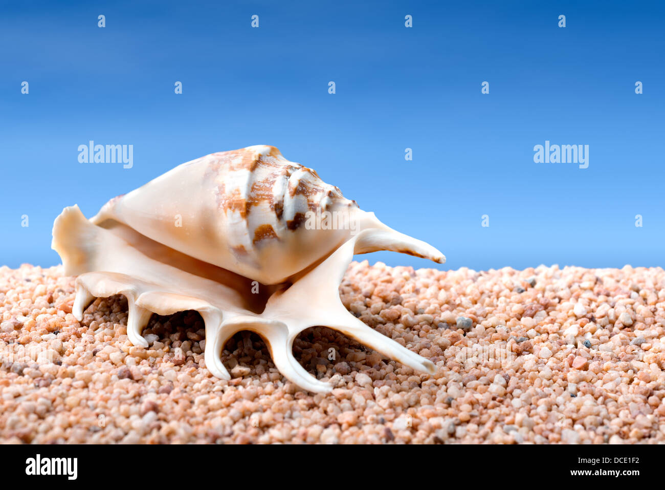 Tropical seashell on rough sand or pebble beach, blue sky at background, composite image Stock Photo