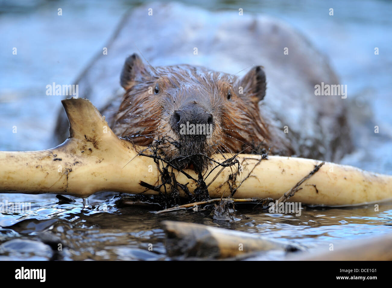 A front face view of an adult beaver 'Castor canadenis' as he carries a peeled stick up on to the beaver dam. Stock Photo