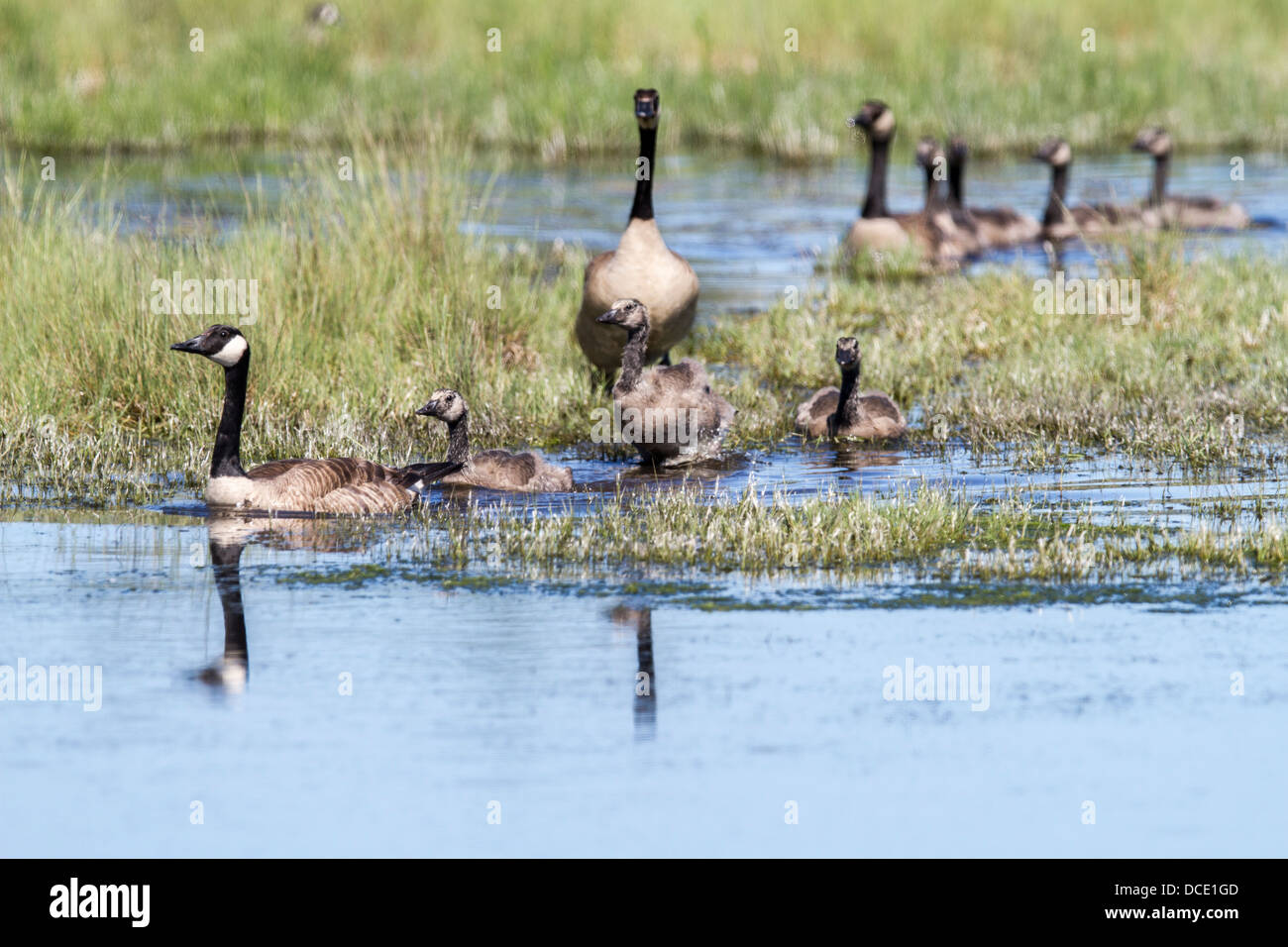 Geese in fight hi-res stock photography and images - Page 2 - Alamy