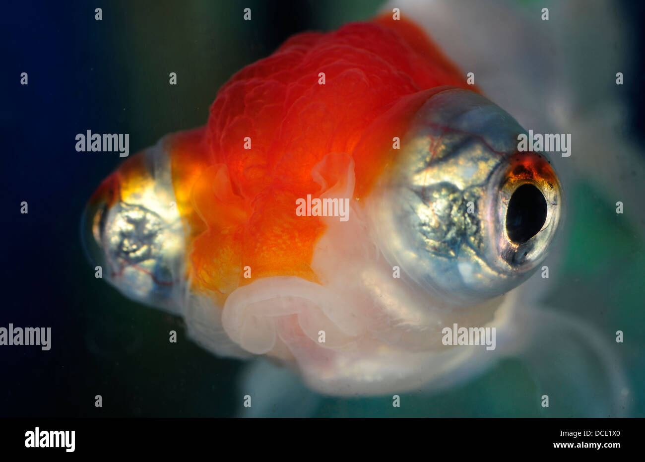 Telescope Eye Goldfish, Carassius auratus auratus 'Telescope Eye', Ciprinidae Stock Photo