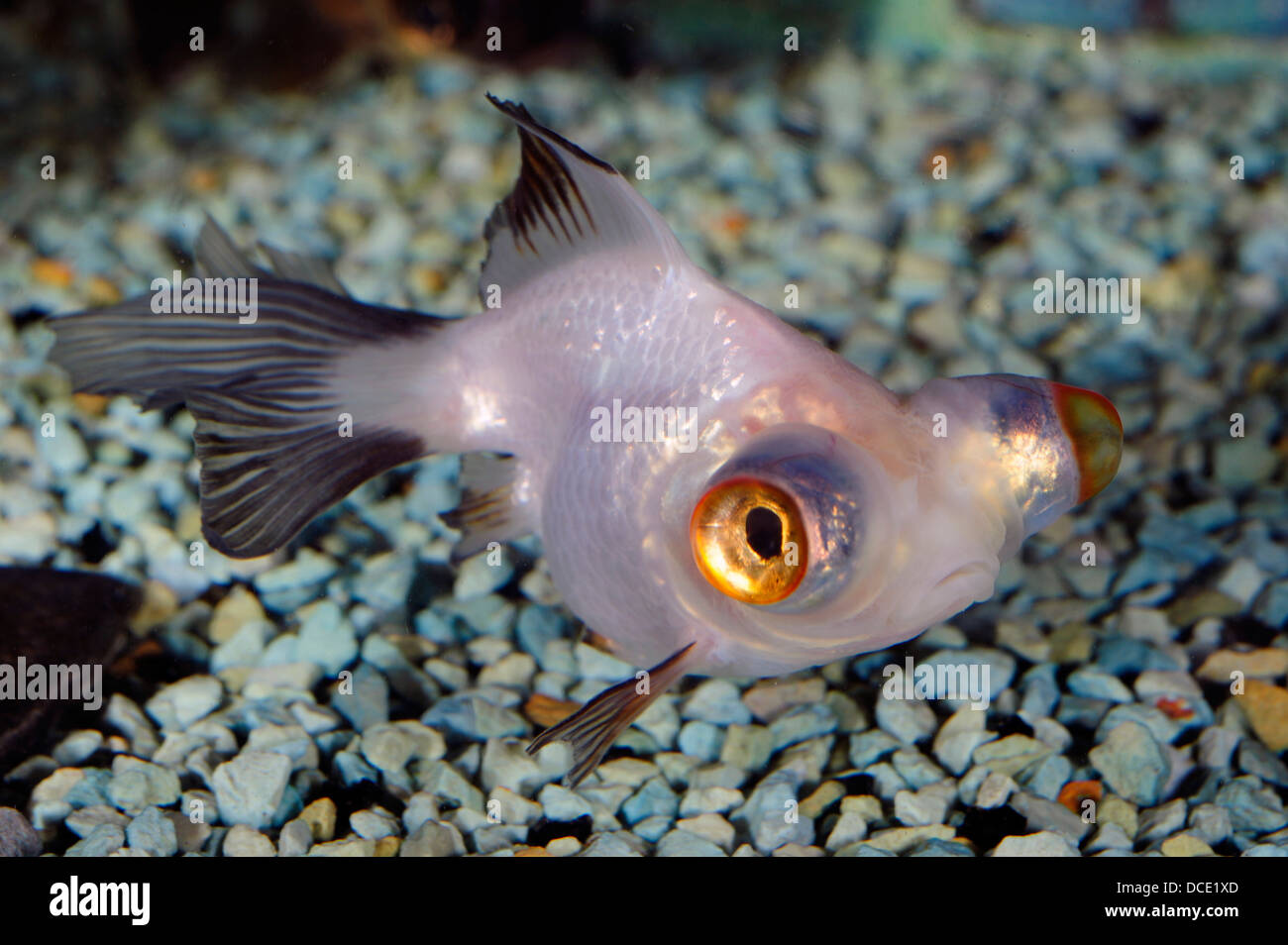 Telescope Eye Goldfish, Carassius auratus auratus 'Telescope Eye', Ciprinidae Stock Photo