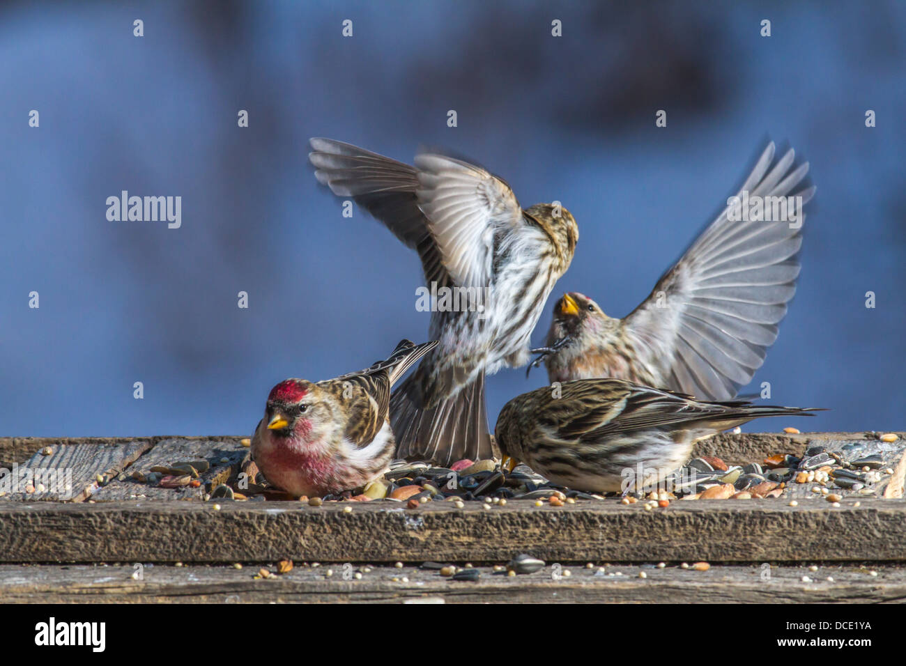 Common Redpoll (Carduelis flammea) Colorful redpolls fighting, in air, over food, at feeder. Johnsons Island, Alberta, Canada, Stock Photo