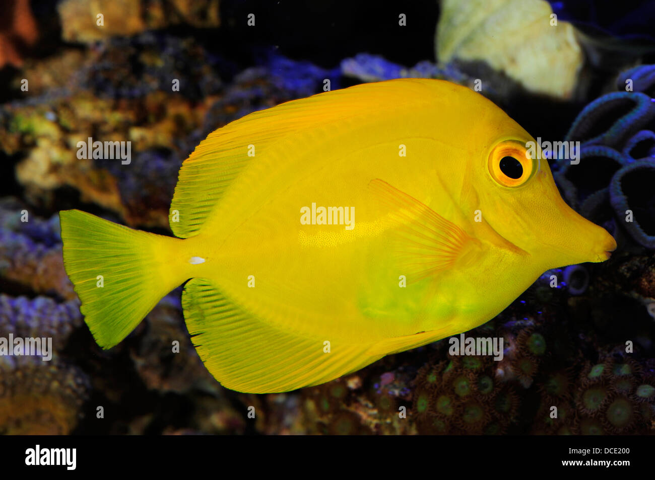 Yellow Tang, Yellow Sailfin Tang, Somber Surgeon Zebrasoma flavescens, Acanthuridae, Indo-pacific Ocean Stock Photo