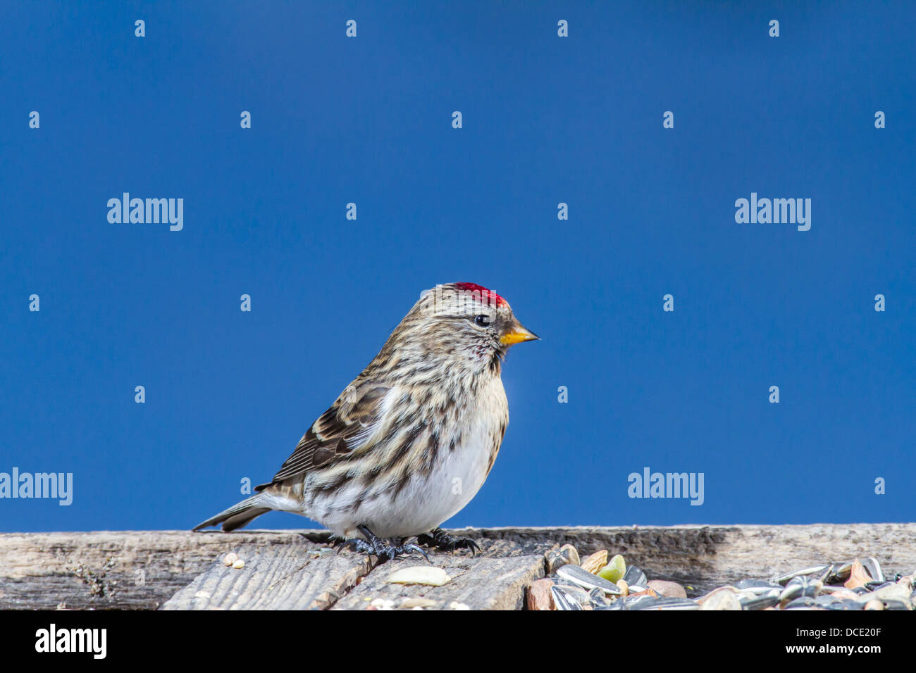 Common Redpoll (Carduelis flammea) Colorful and pretty redpoll perched at edge of a feeder. Johnsons Island, Alberta, Canada Stock Photo