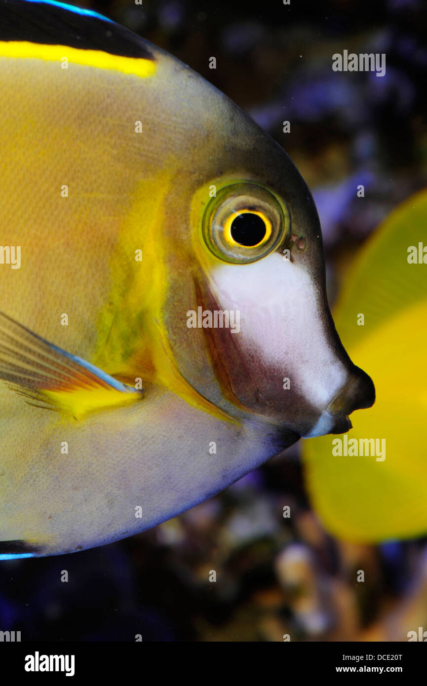 Japanese Surgeonfish, Acanthurus japonicus, Acanthuridae, Indo-West Pacific Ocean Stock Photo