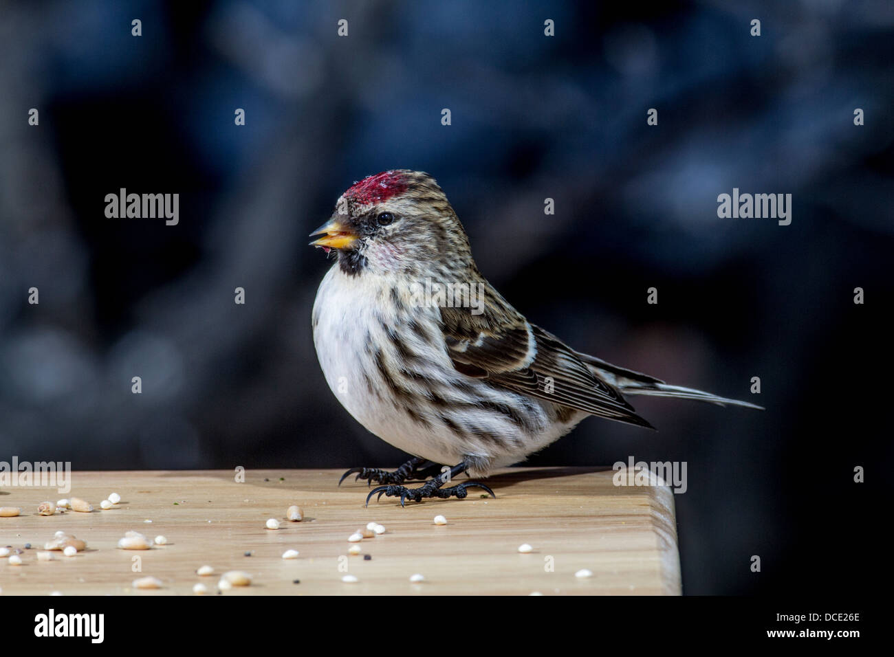 Common Redpoll (Carduelis flammea) Colorful and pretty redpoll perched at edge of a feeder. Johnsons Island, Alberta, Canada Stock Photo