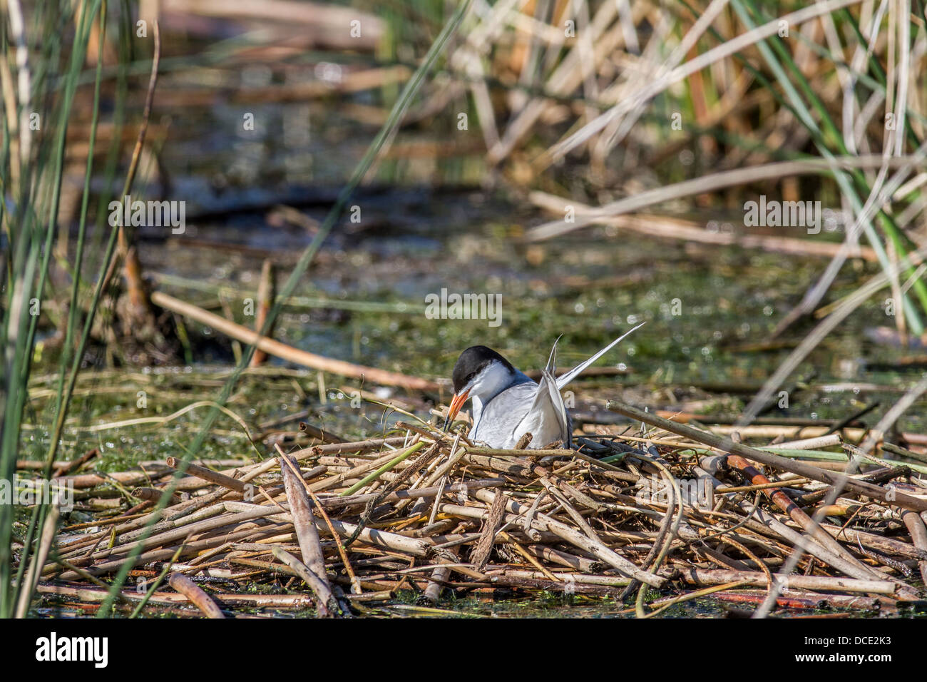 Forster's Tern (Sterna forsteri) Colorful tern nesting among the reeds. Frank Lake, Alberta, Canada Stock Photo