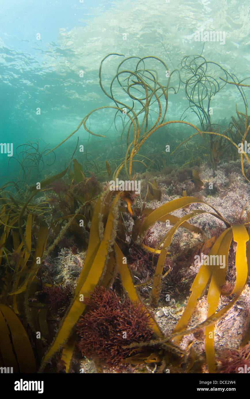 Seaweed scene, worbarrow bay, Dorset, Underwater Stock Photo