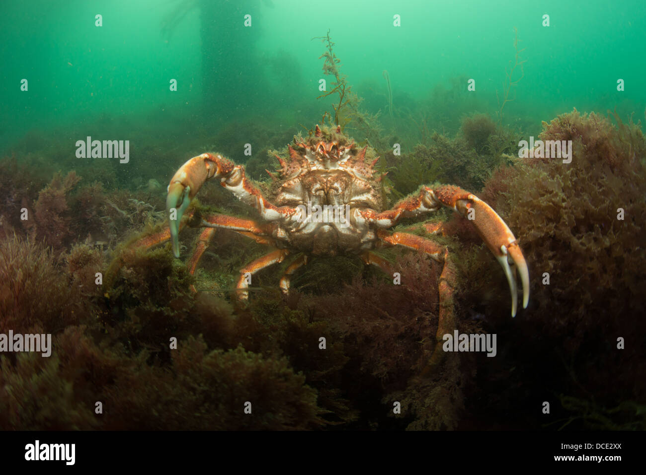 Spiny Spider crab, Maja squinado,SWANAGE PIER, DORSET Stock Photo