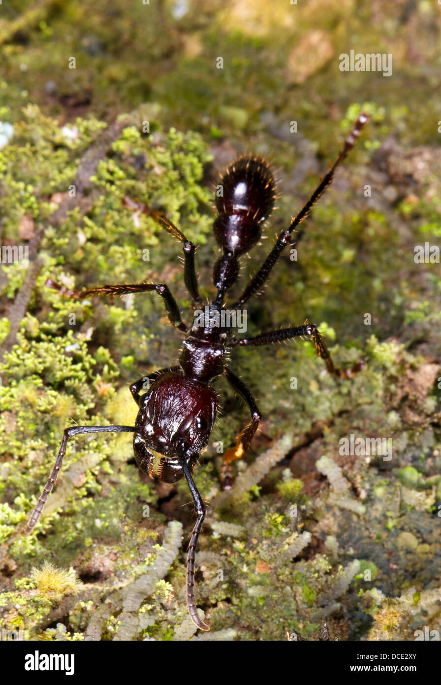 Bullet or Conga Ant (Paraponera clavata) in the rainforest, Ecuador. A dangerous species with a very painful sting. Stock Photo