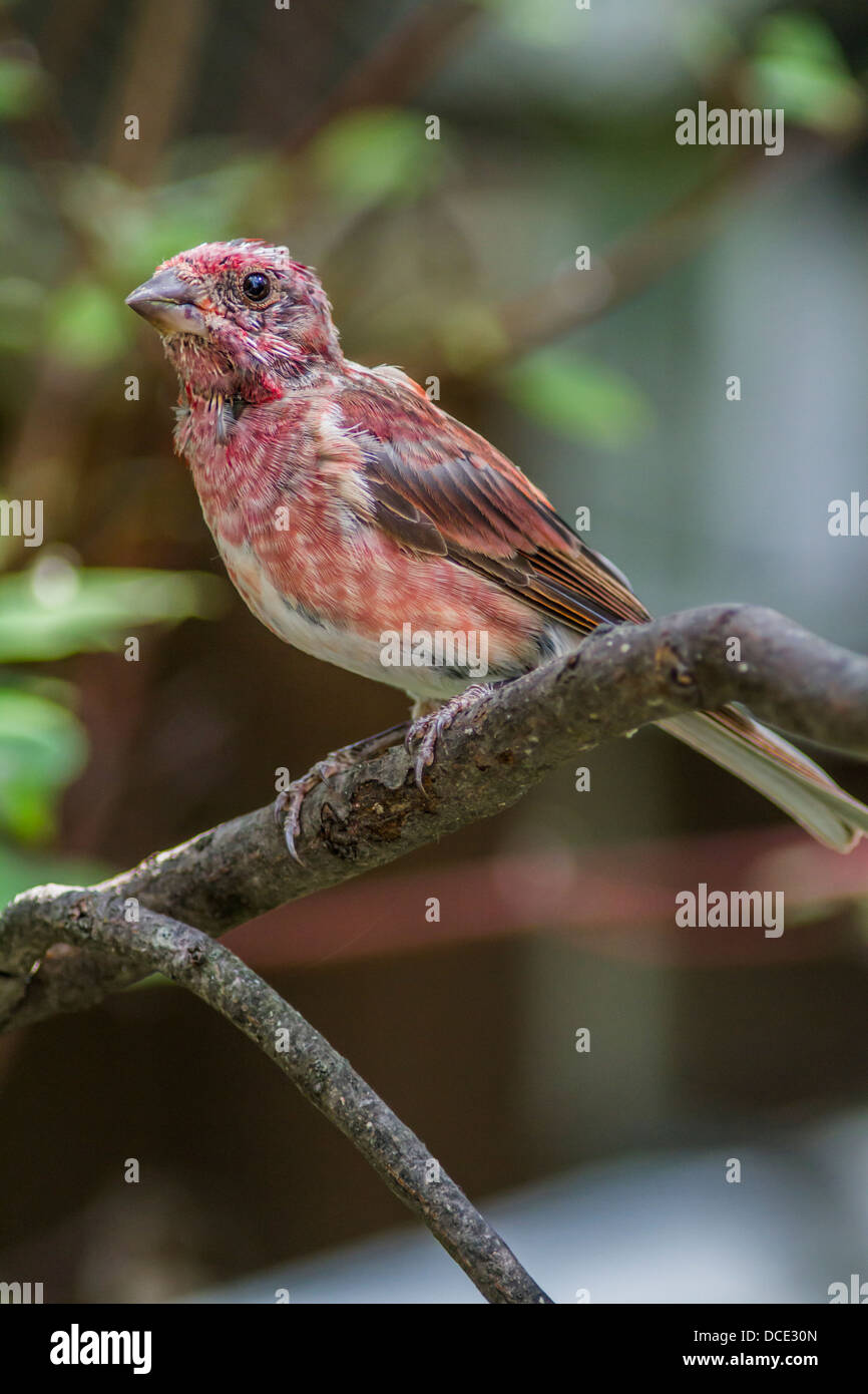 Purple Finch (Haemorhous purpureus) Colorful and pretty purple finch sitting on tree branch. Atton's Lake, Saskatchewan, Canada Stock Photo