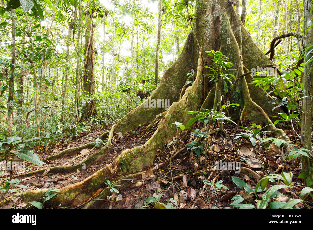 Large tree in primary tropical rainforest with buttress roots, Ecuador